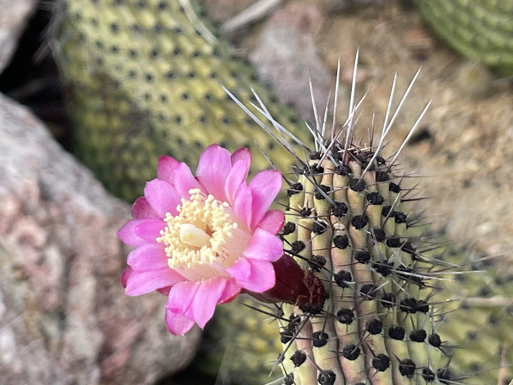 Stenocereus thurberi